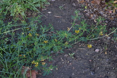 Medicago falcata