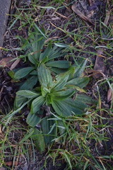 Plantago lanceolata