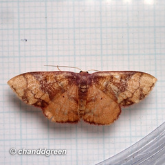 Metallaxis semipurpurascens