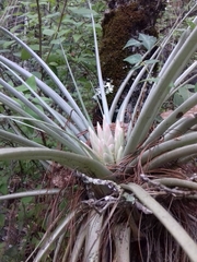 Tillandsia carlsoniae