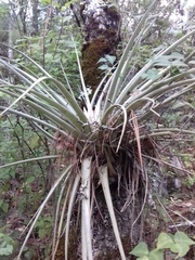 Tillandsia carlsoniae