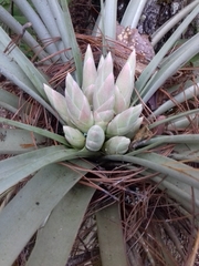 Tillandsia carlsoniae