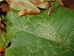 Phytomyza lappae