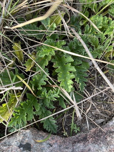 Gyptis tanacetifolia