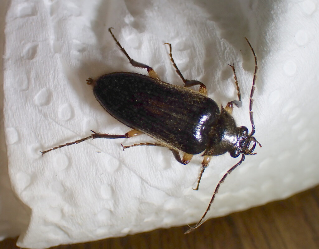 Cebrio fabricii