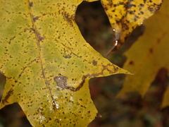 Stigmella aceris