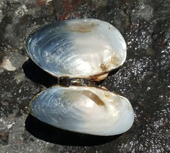 Alasmidonta undulata