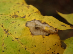 Phyllonorycter joannisi