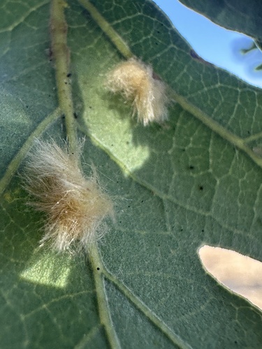 Yellow Wig Gall Wasp photo 3