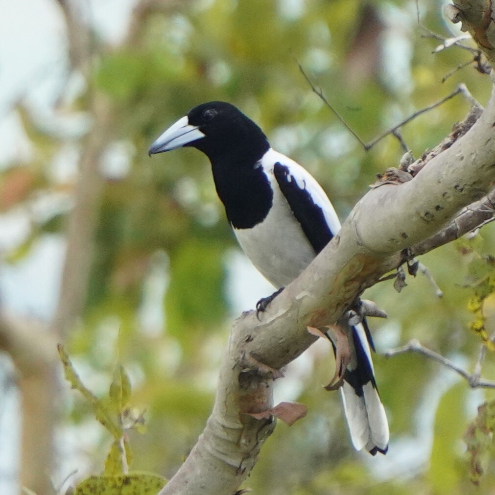 Hooded Butcherbird (Cracticus cassicus), photo 6