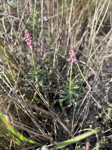 Monnina cuneata