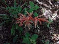 Tillandsia guatemalensis