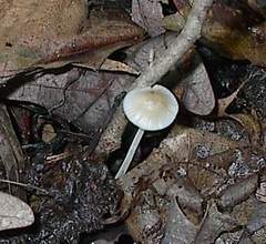 Mycena subcaerulea