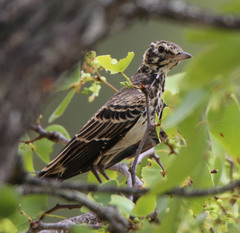 Pinarocorys nigricans