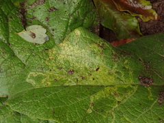 Phytomyza lappae