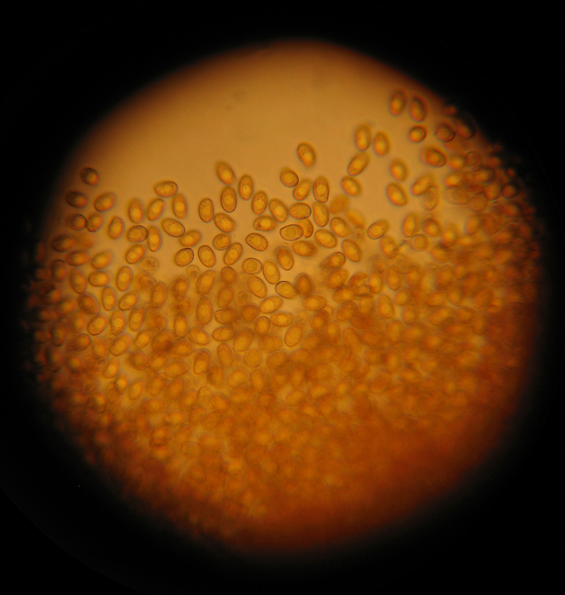Gymnopilus luteofolius image