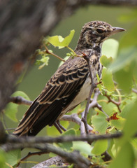 Pinarocorys nigricans