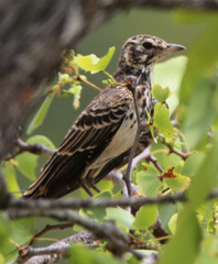 Pinarocorys nigricans