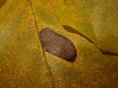 Parornix fagivora
