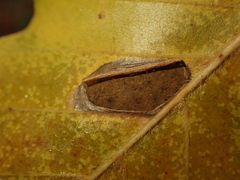 Parornix fagivora