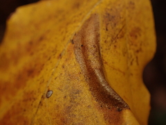 Phyllonorycter maestingella