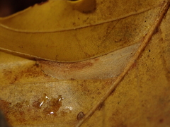 Phyllonorycter maestingella