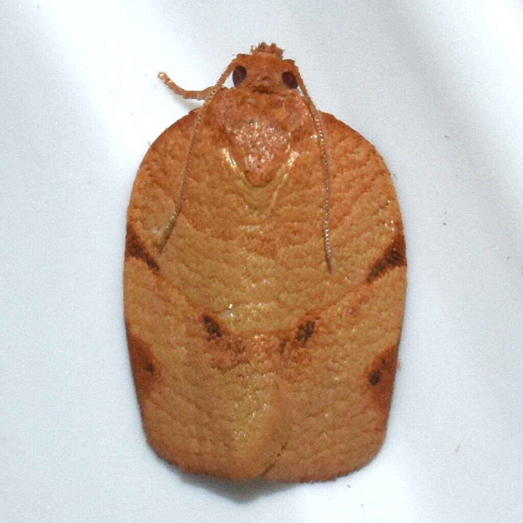 Obsolete-banded Leafroller Moth