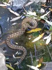 Crotalus polystictus