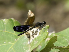 Aristocypha fenestrella