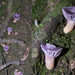 Hygrocybe reesiae - Photo (c) Alan Rockefeller, some rights reserved (CC BY), uploaded by Alan Rockefeller