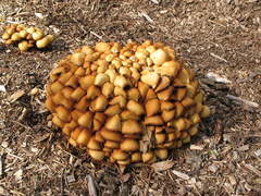 Kuehneromyces lignicola