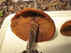 Kuehneromyces lignicola