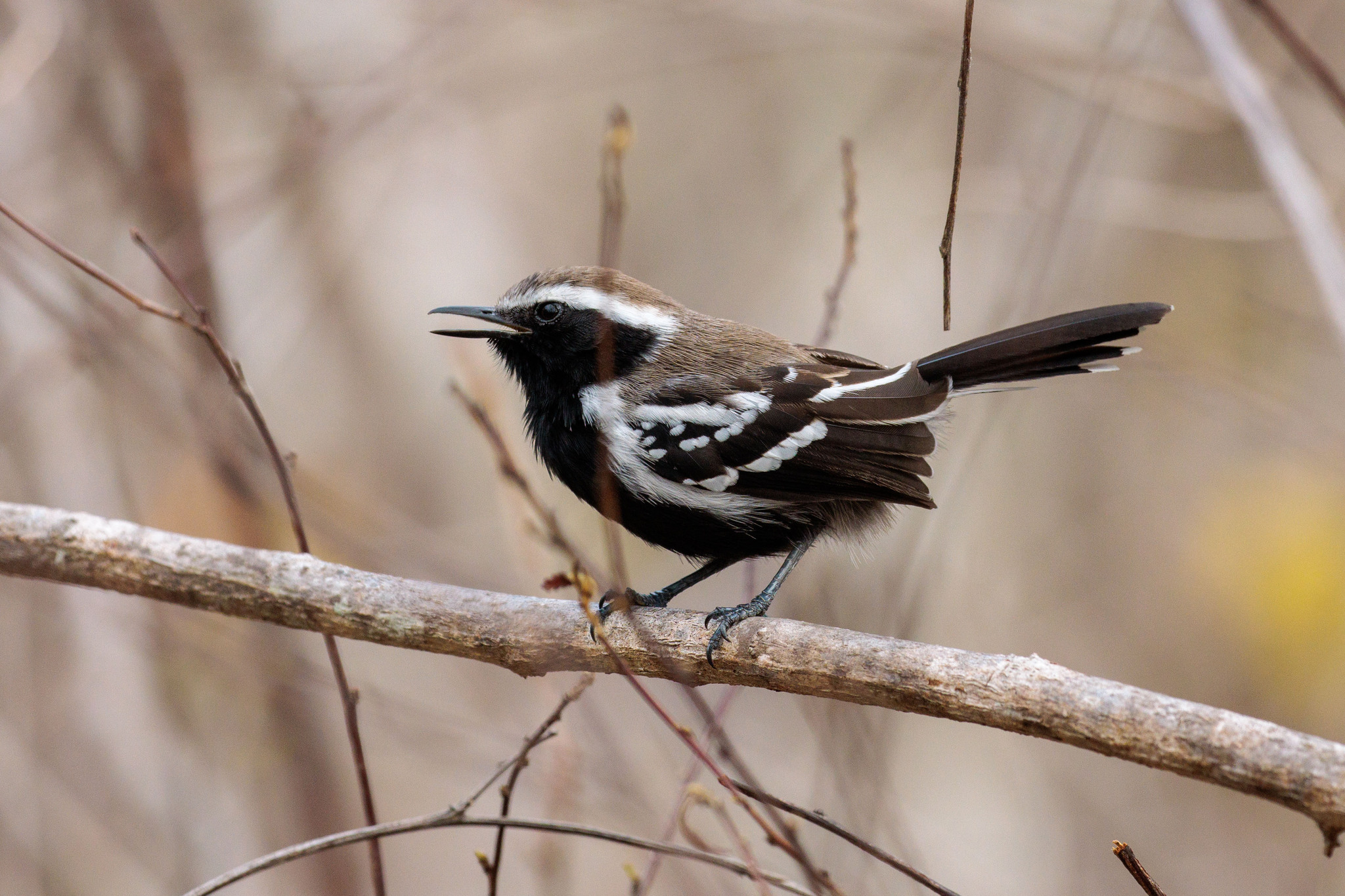Black-bellied Antwren (Formicivora melanogaster), photo 6