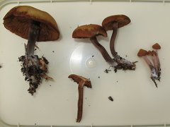 Kuehneromyces lignicola