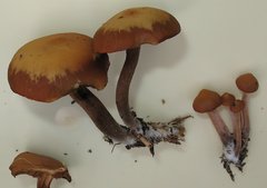 Kuehneromyces lignicola