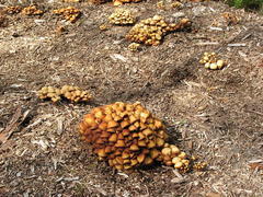 Kuehneromyces lignicola