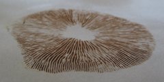 Kuehneromyces lignicola