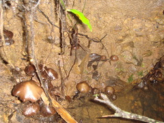 Psilocybe zapotecorum