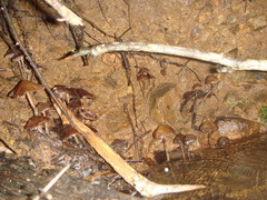 Psilocybe zapotecorum