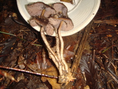 Psilocybe zapotecorum