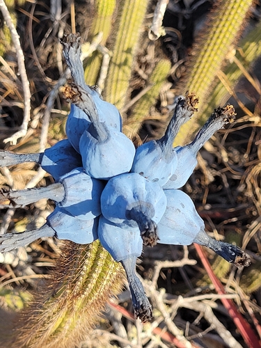 Cipocereus minensis
