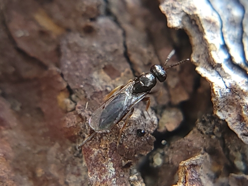 Roptrocerus xylophagorum