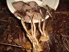 Psilocybe zapotecorum