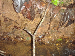 Psilocybe zapotecorum