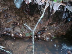 Psilocybe zapotecorum
