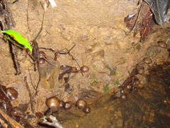 Psilocybe zapotecorum