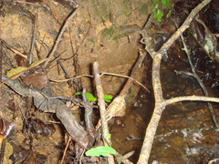 Psilocybe zapotecorum