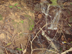 Psilocybe zapotecorum