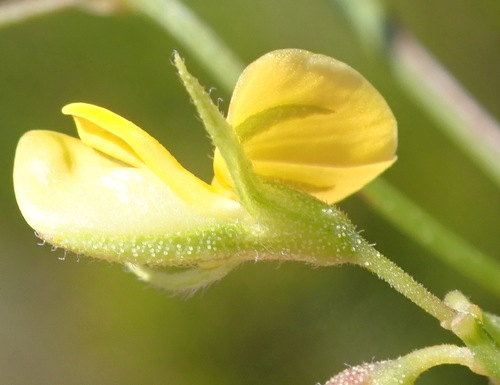 Image of Rhynchosia capensis by (c) Nicola van Berkel, some rights reserved (CC BY-SA)