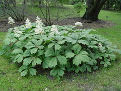 Rodgersia podophylla